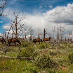 Wild Horses